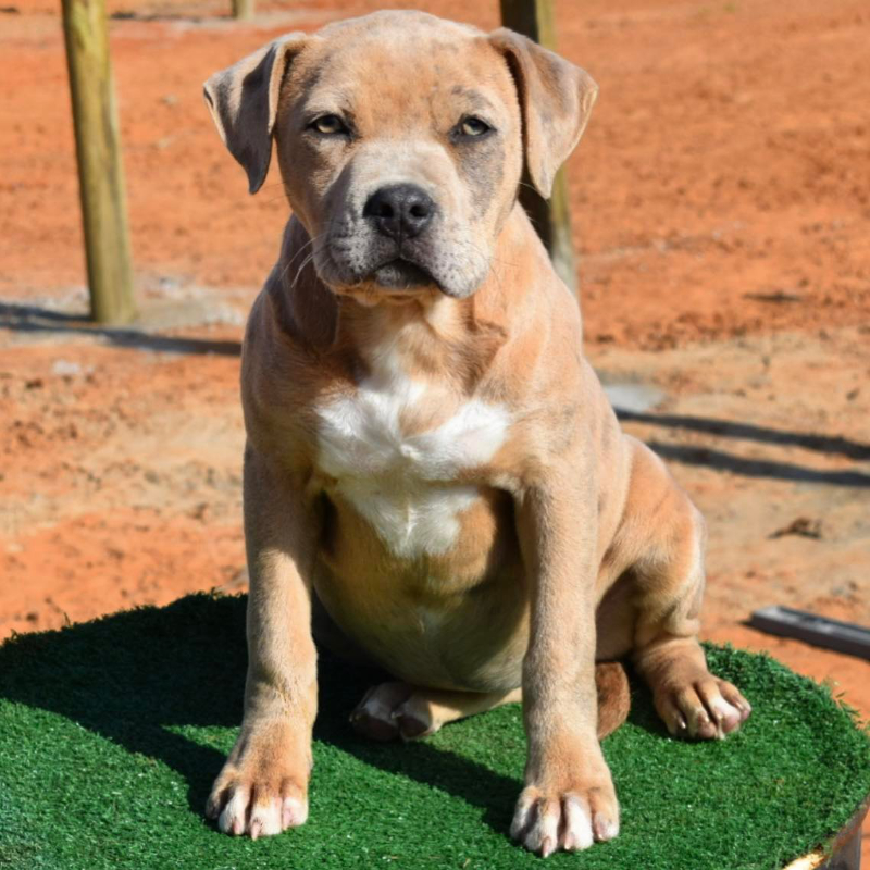 american bully puppies for sale in northern california