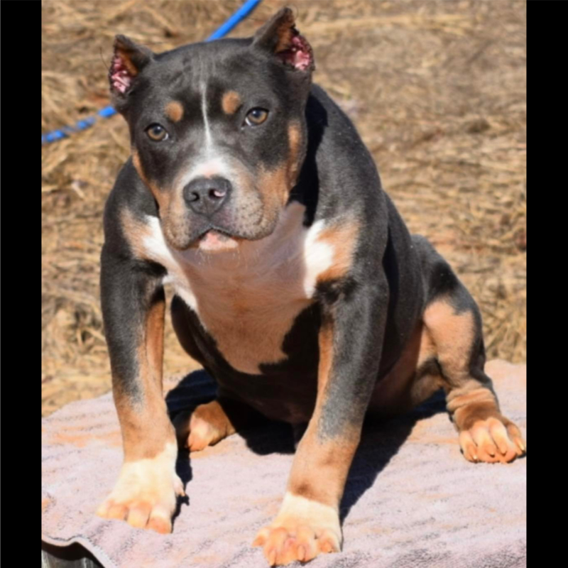 xl bully pups for sale Tri colored male