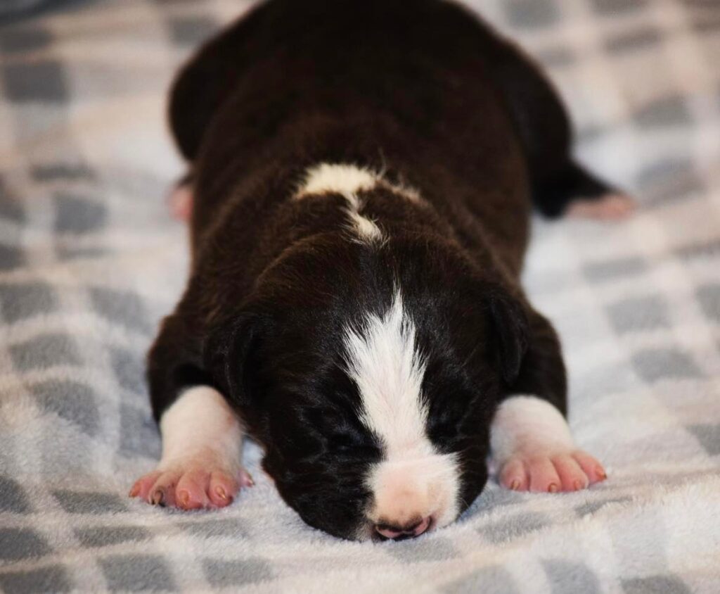 black female b mossberg and hershey american bully pitbull puppy for sale 2