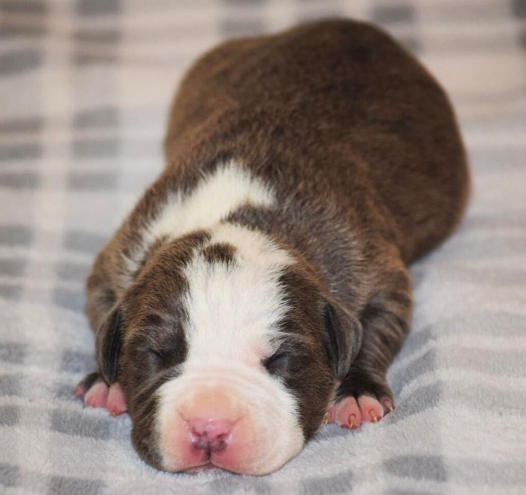 Xl American bully Puppies for sale - XL American Bully Breeder in ...