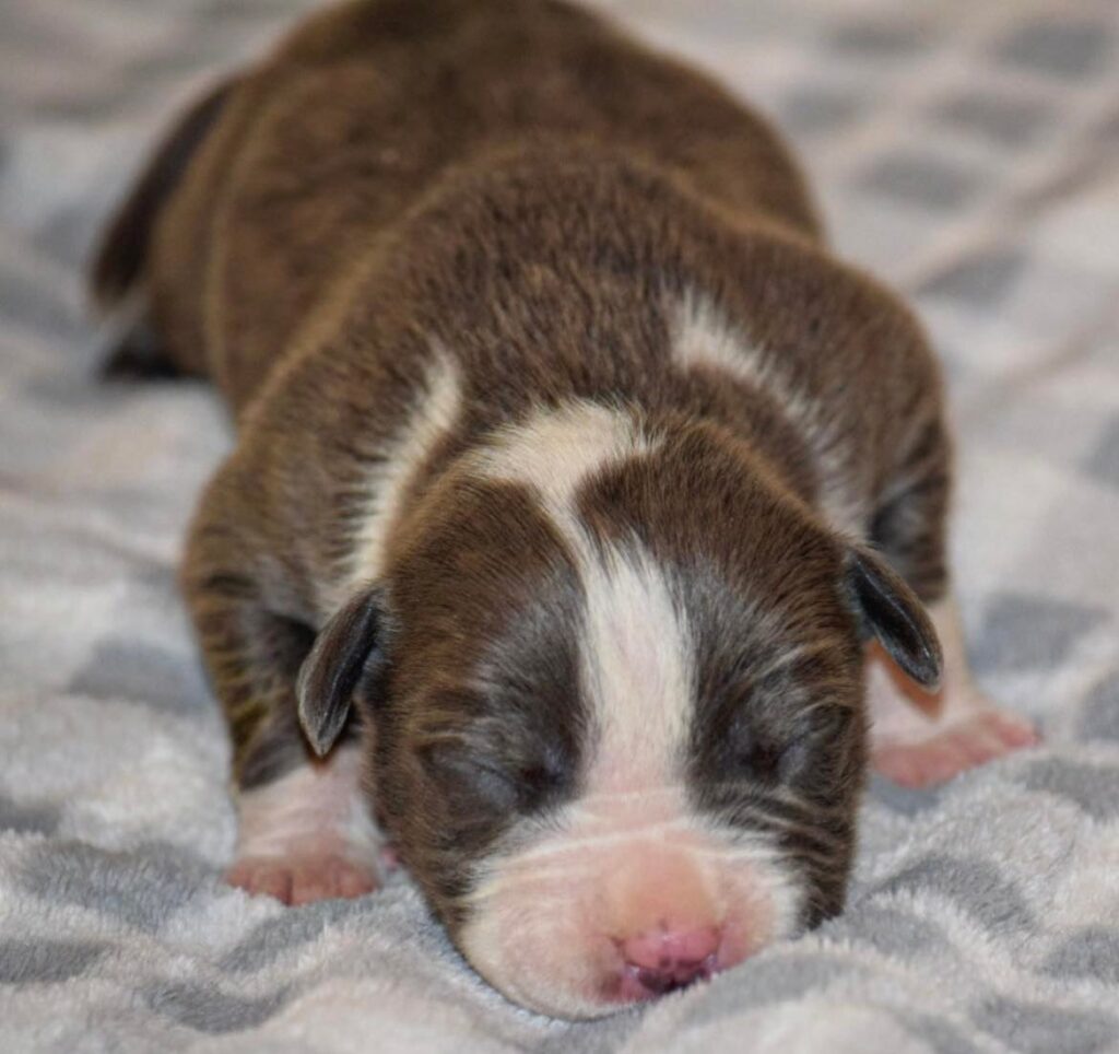 blue male a mossberg and hershey american bully pitbull puppy for sale 3