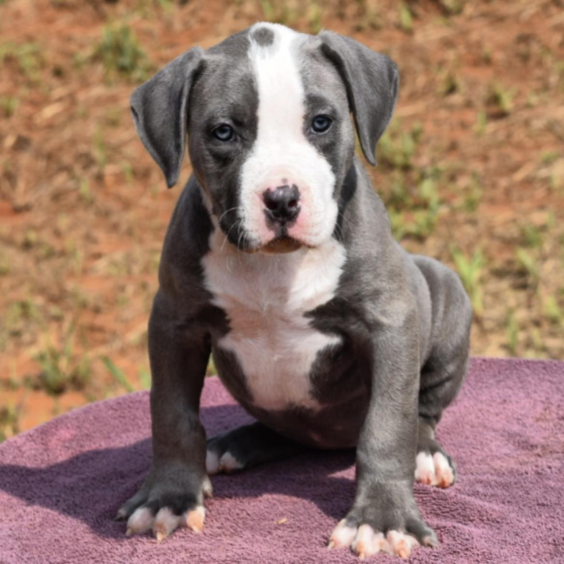 Xl American bully Puppies for sale - XL American Bully Breeder in ...