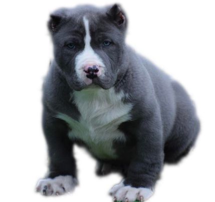 404 xl bully puppy says sorry for eating the content of the page you were looking for.