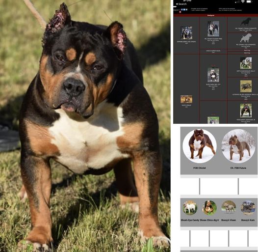 Beautiful tri colored male with a awesome pedigree
BAMABLUEBULLIES
Chocolate...