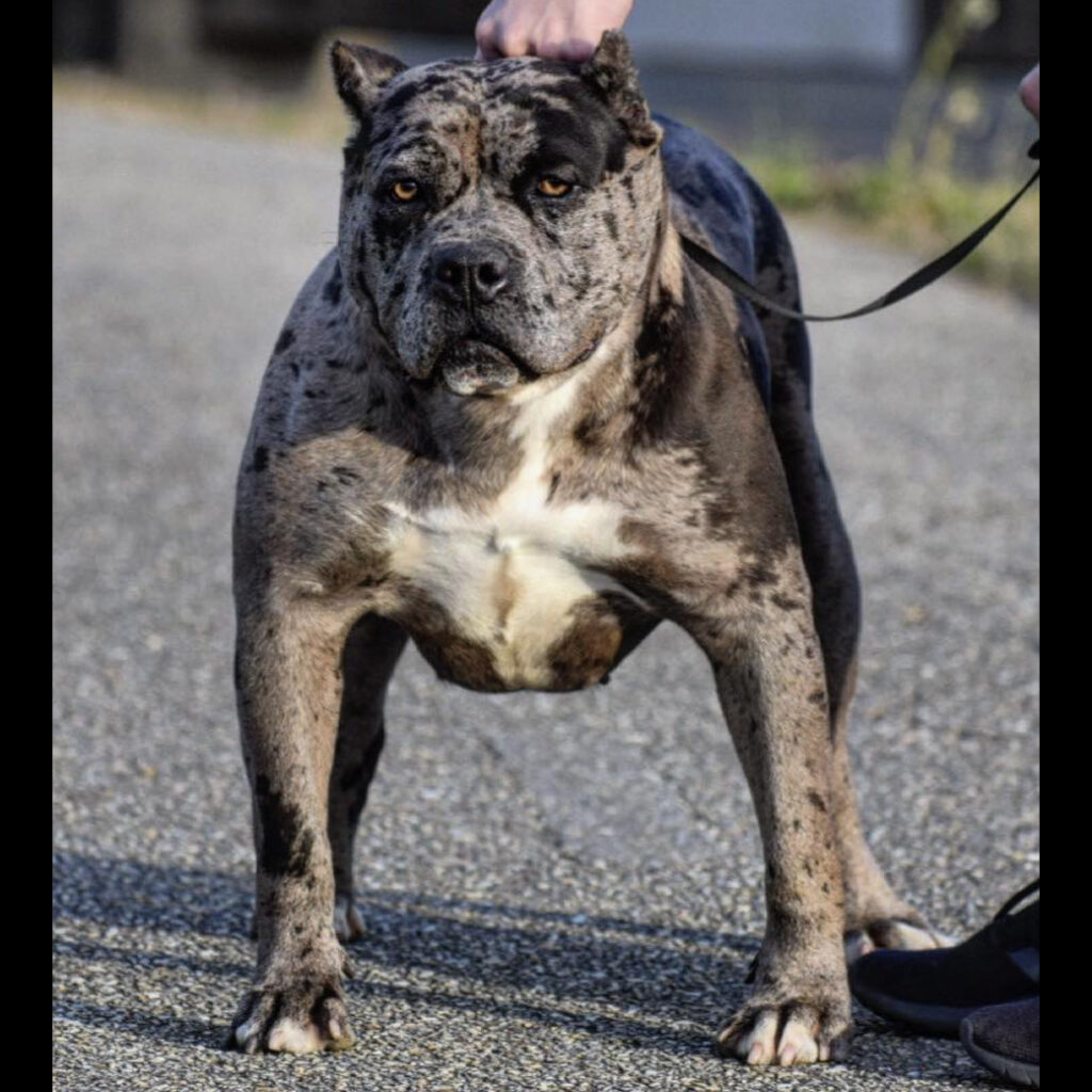 Pandora the Merle bully - Best choice for American xl Bully and Pitbull puppies available for sale