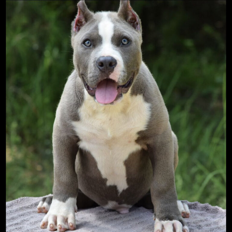 Xl American bully Puppies for sale Bamabluebullies, Best XL Bully