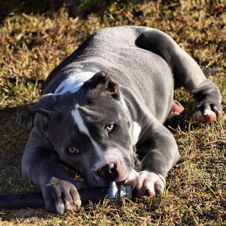 Eli pitbull puppies outlet for sale