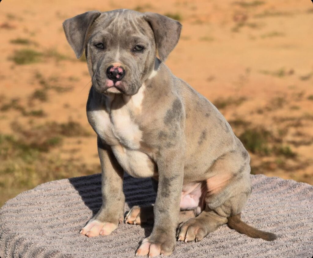 Best American bully breeder with puppies available to ship to Arkansas, to citiies such as Little Rock, AR; Fort Smith, AR; Fayetteville, AR; Springdale, AR; Jonesboro, AR; North Little Rock, AR; Conway, AR; Rogers, AR; Pine Bluff, AR; Bentonville, AR; Hot Springs, AR; Benton, AR; Texarkana, AR; Sherwood, AR; Jacksonville, AR; Russellville, AR; Bella Vista, AR; West Memphis, AR; Paragould, AR; Cabot, AR, contact Josh Now