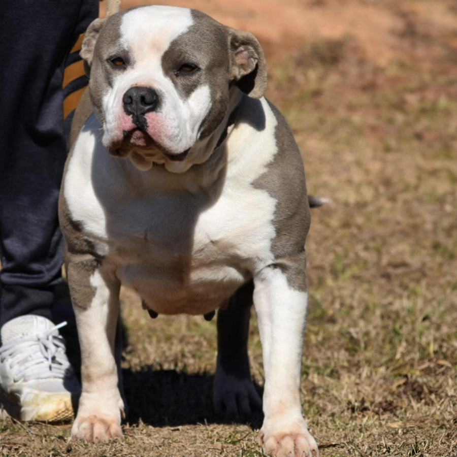 BamaBlueBullies Zoey - Best choice for American xl Bully and Pitbull puppies available for sale