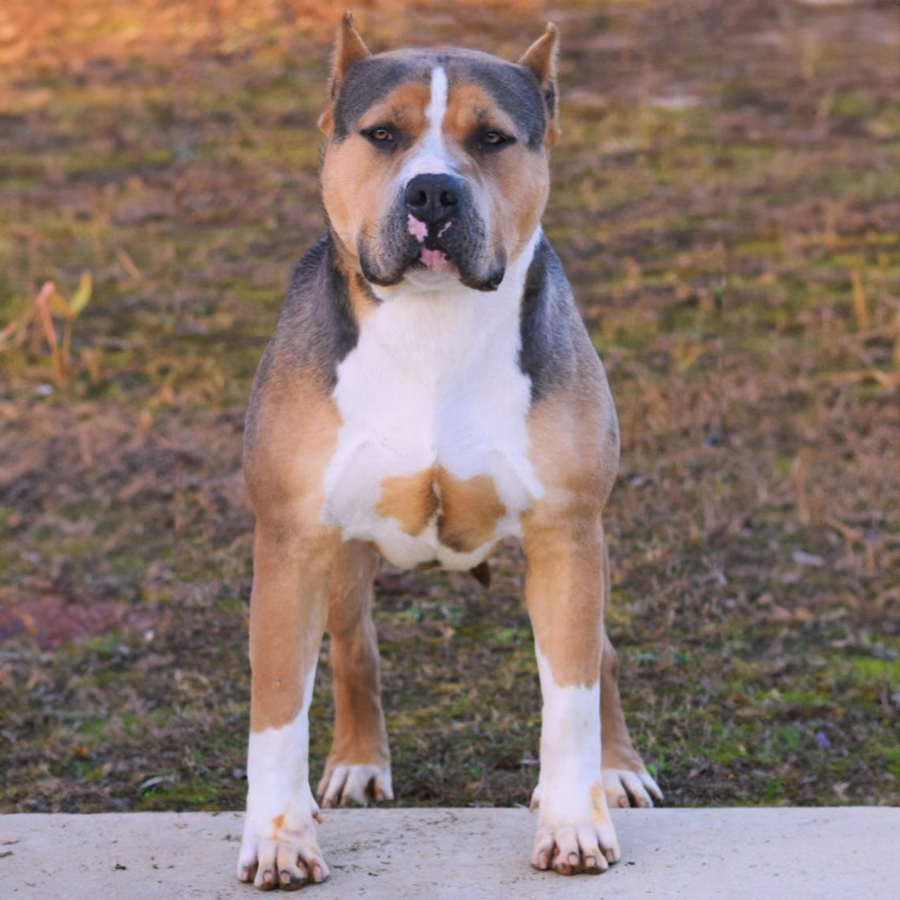 Big Suge - Best choice for American xl Bully and Pitbull puppies available for sale