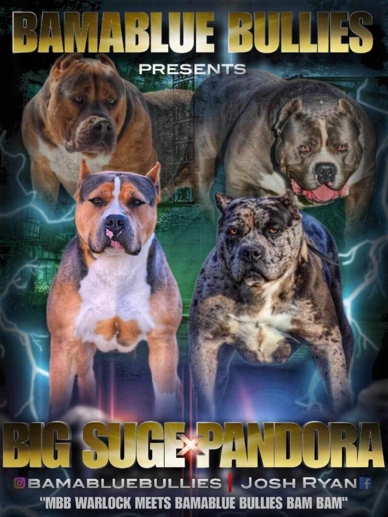 BamaBlue Bullies dog advertisement poster.