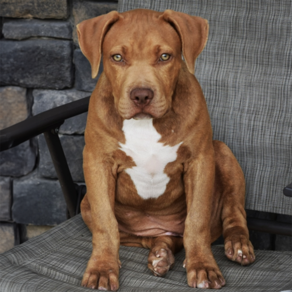 xl american bully female from chocolate thunder