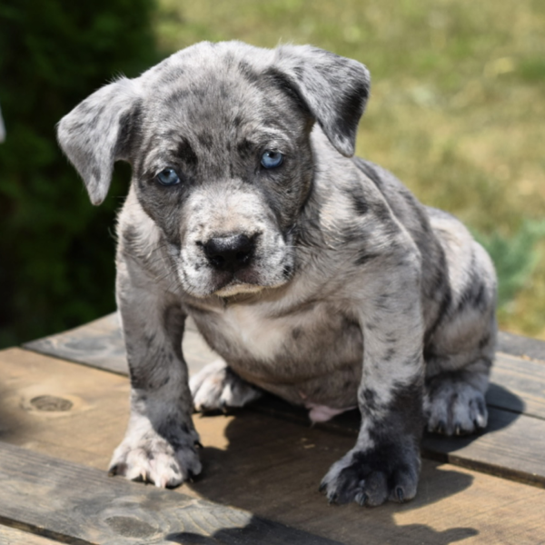 Gray puppy with blue eyes on wooden deck.