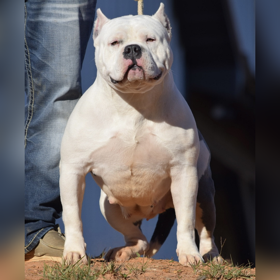 Diamond - Best choice for American xl Bully and Pitbull puppies available for sale