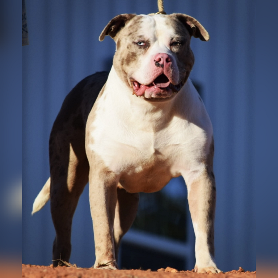 Doughboy - Best choice for American xl Bully and Pitbull puppies available for sale