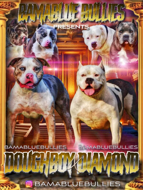 Breeding of Doughboy and Diamond