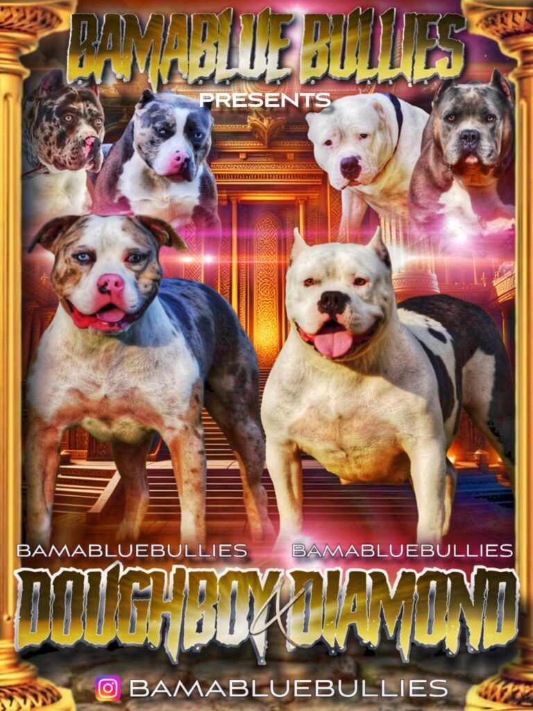 Bamablue Bullies Doughboy and Diamond dogs.