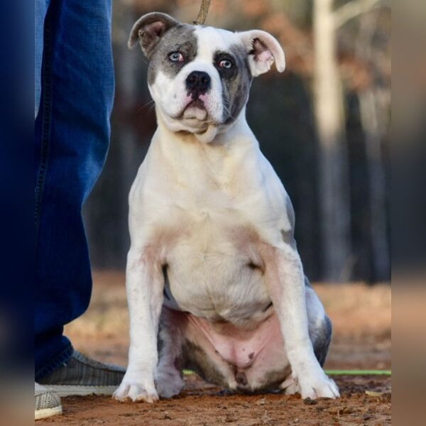 e-puppy-American-XL-Bully-Diamond-and-DoughBoy-Female-Merle-1