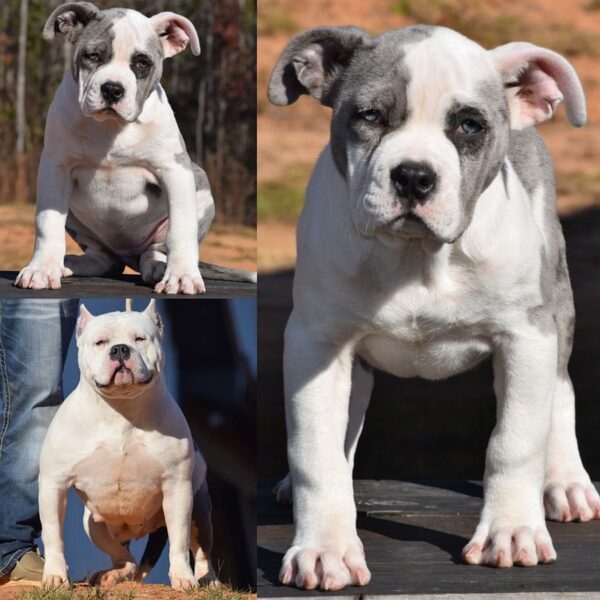 g american bully merle female from diamond and doughboy