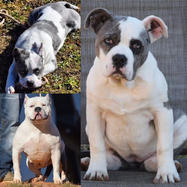 g puppy american xl bully diamond and doughboy female merle