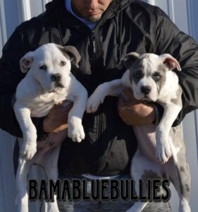 Person holding two American Bully puppies.