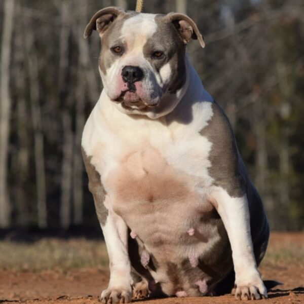 Available-Adult-Female-XL-Bully