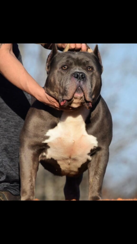 He has always been that dude
BAMABLUEBULLIES #Bullydog #americanbully #alabama #...