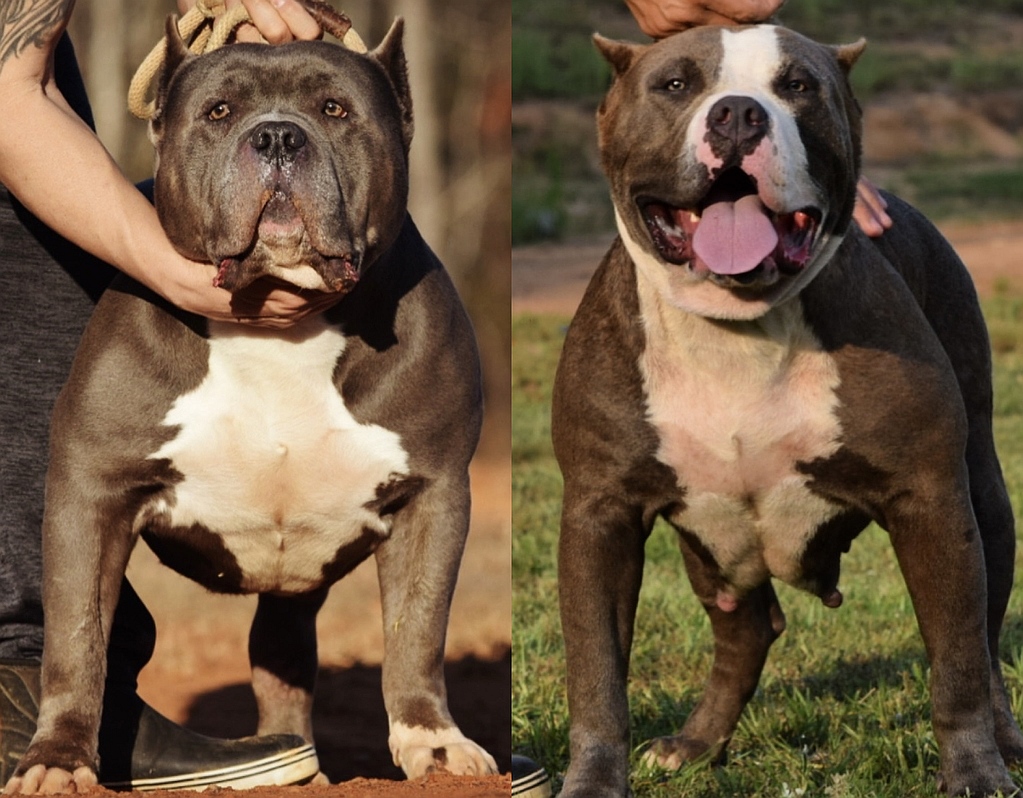 big sully and halo